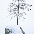 Solitary Tree on Snowy Boulder