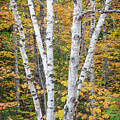 White Birch and Golden Leaves
