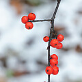 Winterberries in Snowy Woodland